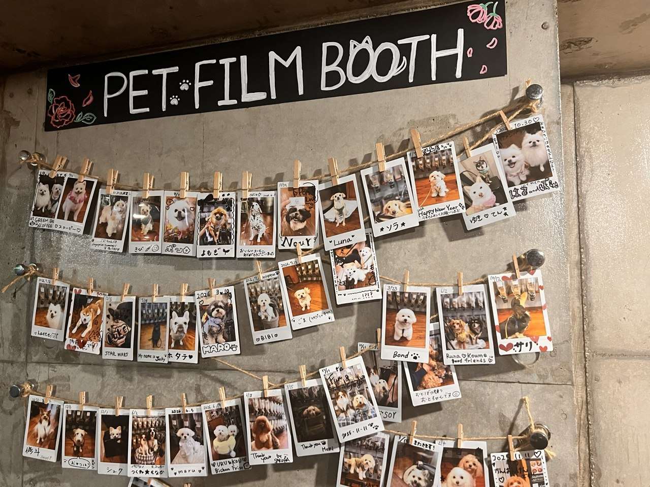 チェキカメラで撮影された愛犬の写真が店内に並んで展示されている様子