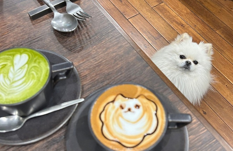 店内ペット同伴OK・無料チェキ展示サービスも：ダガヤサンドウの都会派カフェに行ってきました