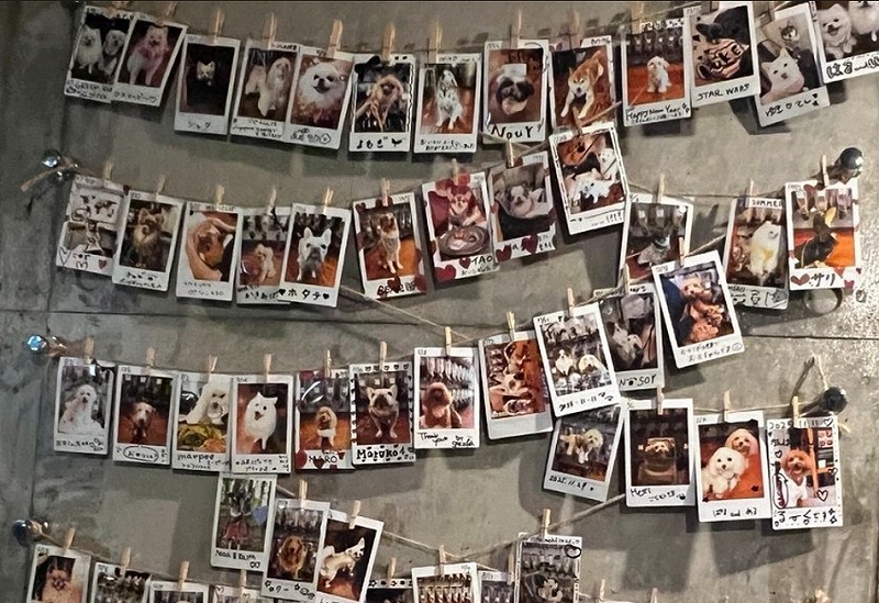 東京・渋谷エリアで愛犬とサードプレイス｜GBCのチェキ撮影が特別すぎた