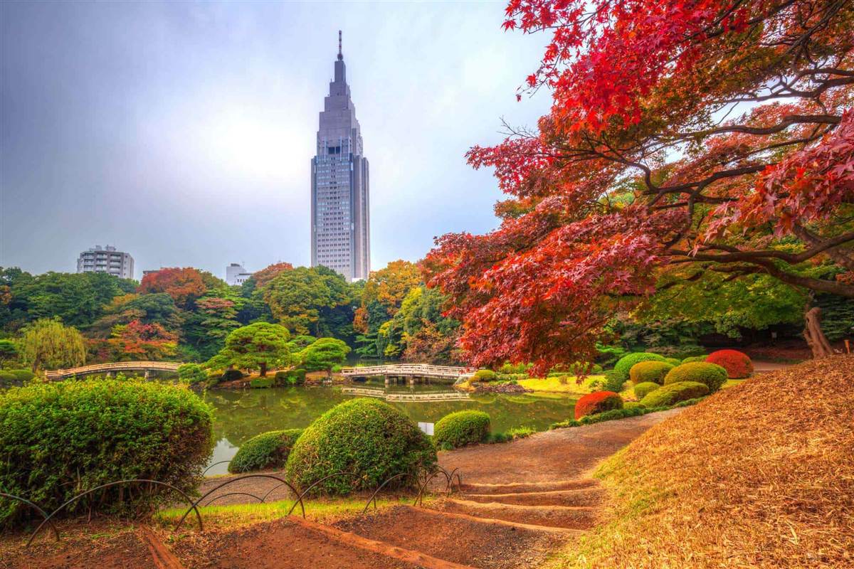 赤く色づいた木々と池越しに高層ビルが望める新宿御苑の日本庭園の風景