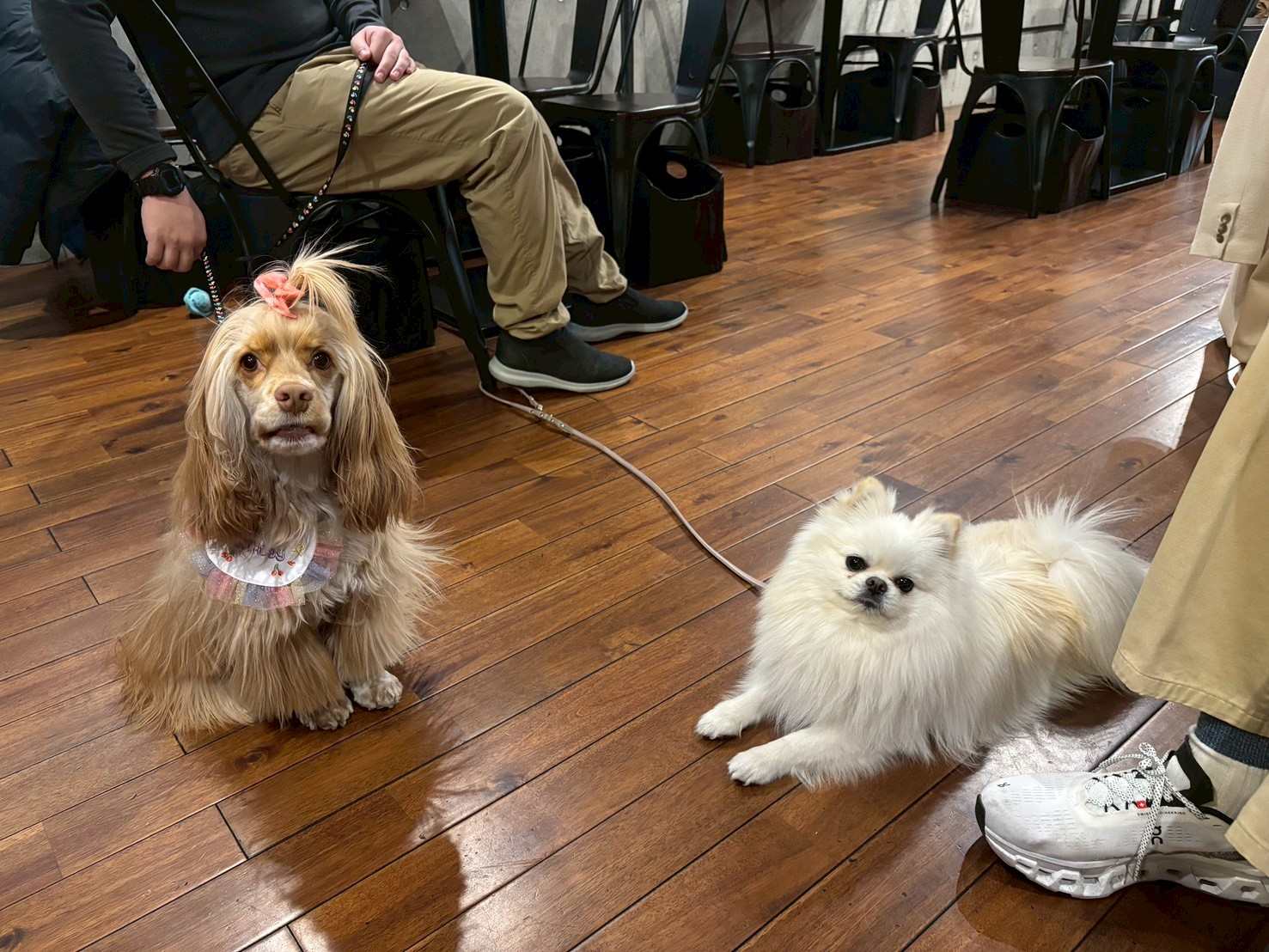 店内の木目フローリングでくつろぐ2匹の愛犬、コッカースパニエルと白いポメラニアン