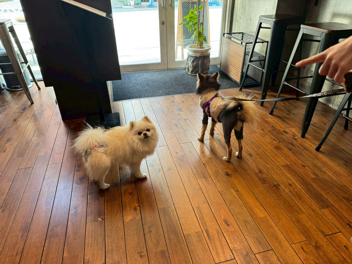 店内でリードをつけた犬同士が対面している様子、飼い主がリードを持つ手元