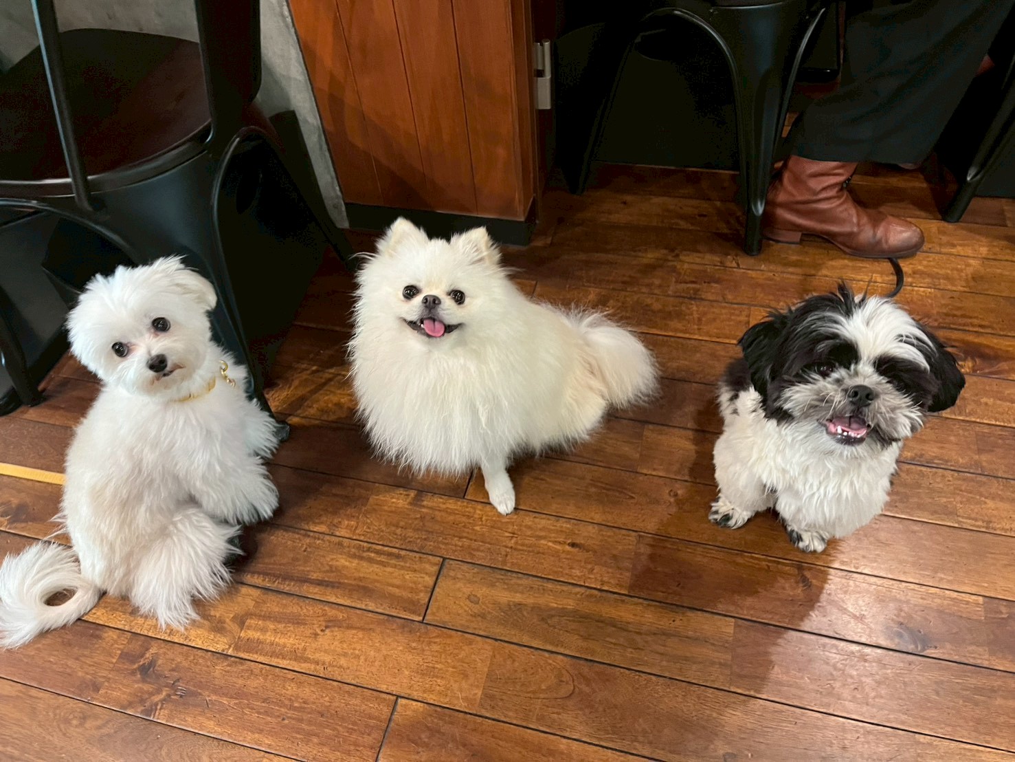 愛犬と入れるカフェの選び方：チェックすべき3つのポイント