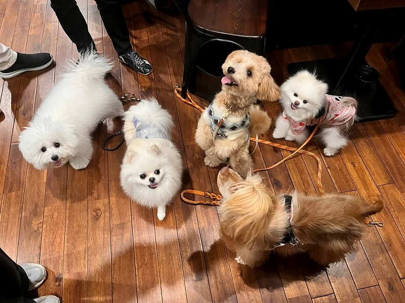 リードをつけた複数の小型犬が店内の床で穏やかに過ごしている様子