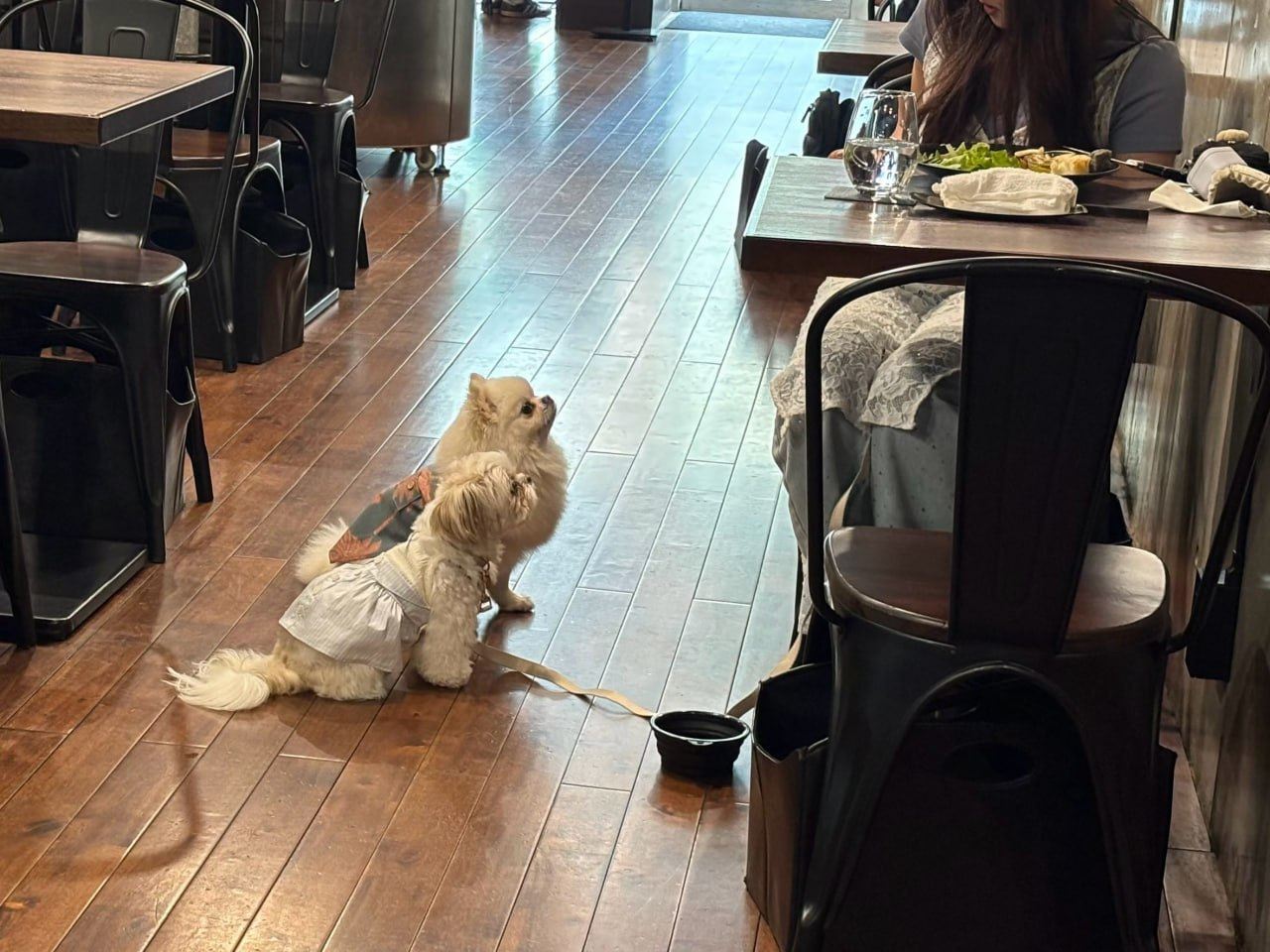 カフェの木目フローリングに座る白い長毛の小型犬2匹、リード姿で店内をくつろぐ様子